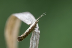 Plutella xylostella