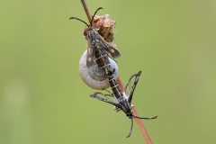 Pyropteron sp