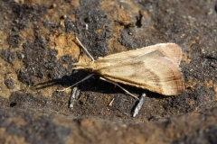 Synaphe punctalis