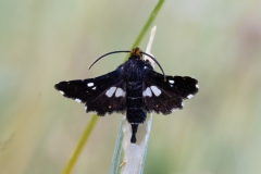 Thyris fenestrella