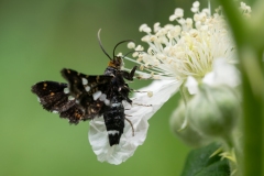 Thyris fenestrella