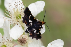 Thyris fenestrella