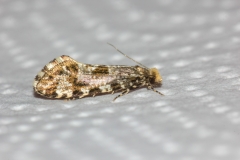 Triaxomera parasitella