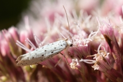 Yponomeuta cagnagella