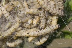 Yponomeuta cagnagella