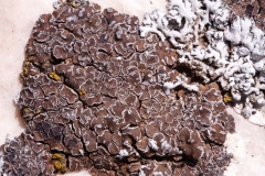 Acarospora cervina