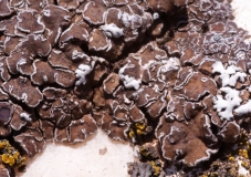 Acarospora cervina