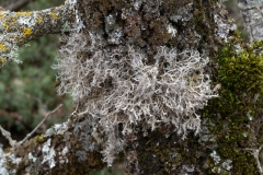 Anaptychia ciliaris