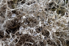 Anaptychia ciliaris