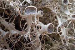 Anaptychia ciliaris