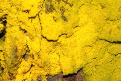 Chrysothrix candelaris