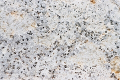 Lobothallia controversa