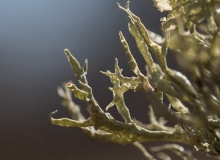 Ramalina sp