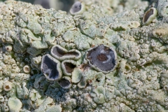 Physcia aipolia