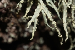 Ramalina farinacea