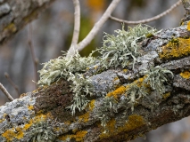 Ramalina sp