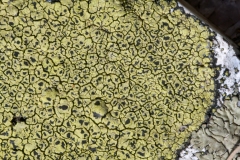 Rhizocarpon lecanorinum