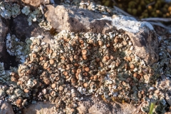 Squamarina cartilaginea