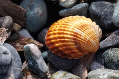 Acanthocardia tuberculata