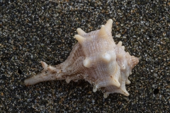 Bolinus brandaris