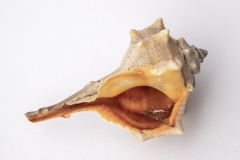 Bolinus brandaris