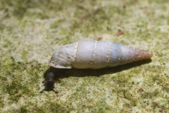 Leucostigma candidescens