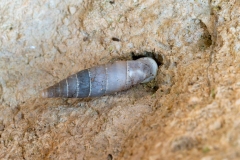 Leucostigma candidescens