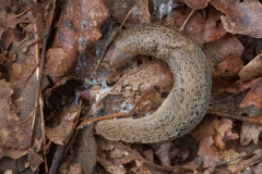 Limax maximus