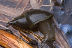 Lymnaea stagnalis