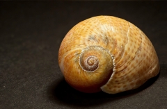 Naticarius stercusmuscarum