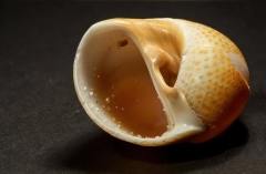 Naticarius stercusmuscarum