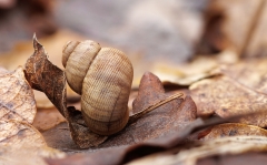 Pomatias elegans