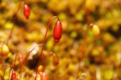 Bryum caespiticium