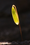 Bryum capillare