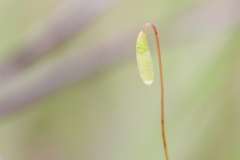 Bryum capillare
