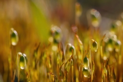 Bryum sp