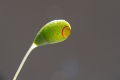 Funaria hygrometrica