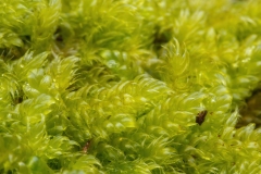 Hypnum cupressiforme