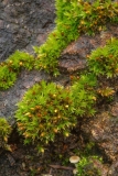 Orthotrichum sp
