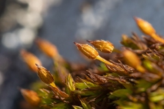 Orthotrichum sp