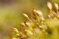 Orthotrichum sp