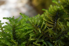 Palustriella sp