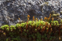 Pogonatum urnigerum
