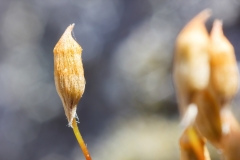 Pogonatum urnigerum