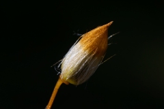Polytrichum commune