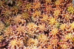Sphagnum capillifolium