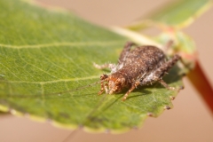 Arachnocephalus vestitus