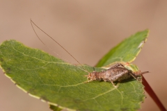 Arachnocephalus vestitus