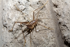 Dolichopoda laetitiae