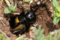 Gryllus campestris
